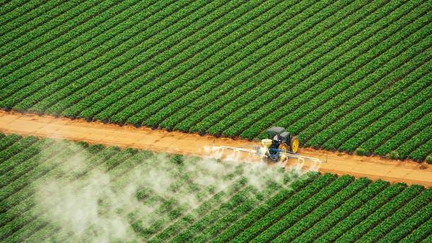 Best Ant Control Services  in Humboldt, IA
