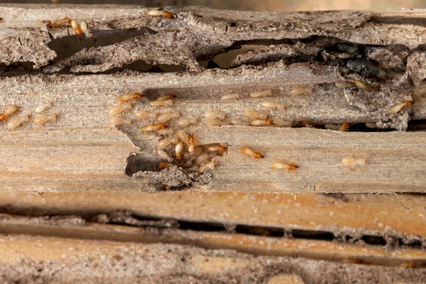 Best Residential Pest Control  in Humboldt, IA